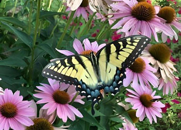 О нюансах практики Шинэ